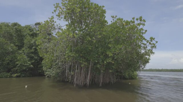 Natural habitats and mangrove ecosystem of Madu Ganga Wetland, showcasing rich biodiversity, mangrove forests, and serene waterways of the lagoon system &ndash; stock footage.