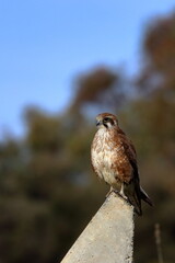 brown falcon