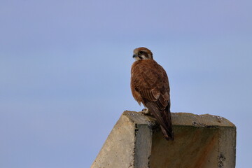 brown falcon