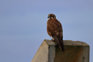 brown falcon