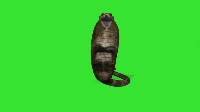 Front view walking on running of cobra snake green screen or chroma key video clip