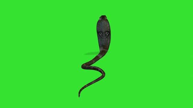 Back view cobra walking or running of snake cobra green screen or chroma key video clip 