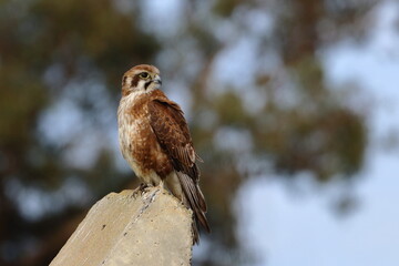 brown falcon