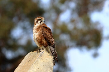 brown falcon