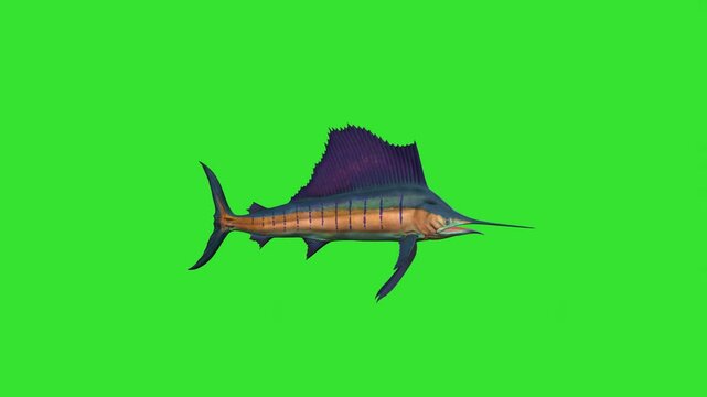 Long nose blue under water fish green screen or chroma key video clip motion background