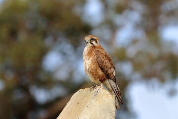 brown falcon