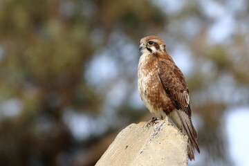 brown falcon