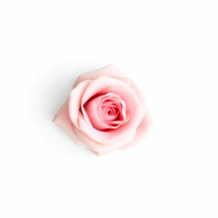 Pink Rose Flower Against a White Background"