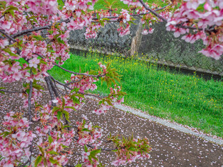 早咲きの河津桜