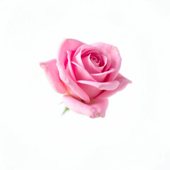 Pink Rose Flower Against a White Background"