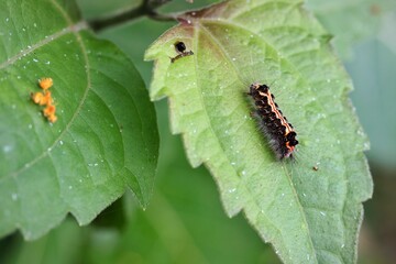 Close-Up of a Colorful Caterpillar on a Green Leaf in Nature