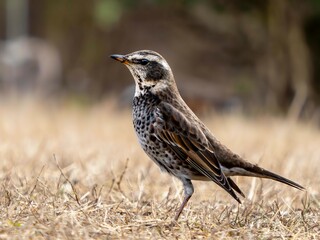 地面に降りて周りを見渡しているツグミ