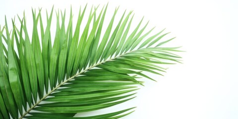 Obraz premium Elegant green palm leaf gracefully arcs against a pristine white backdrop. Its edges subtly curve leftward, while its upper portion leans to the right, creating a dynamic yet harmonious composition