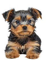 Yorkshire terrier puppy PNG - Transparent Background File
