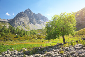 Nature landscape scecne of tree in mountain valley at day.