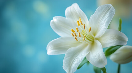 Fototapeta premium Close-up of white lily flower with soft blue background