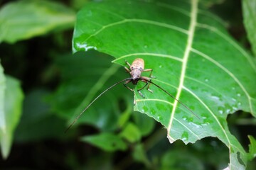 Longhorn beetle or Cerambycidae beetle perched on a leaf