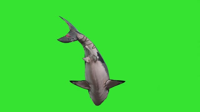 Deas sea under water shark or animal under water green screen or chroma key video clip motion background