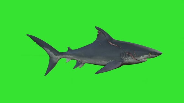 Side view angle of shark fishes in wtaer moving fastly green screen or chroma key video clip art