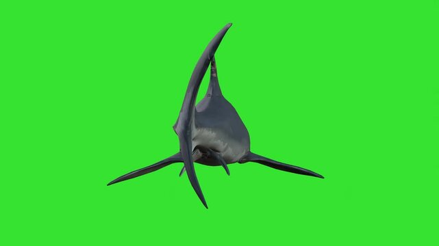 Under water fast running of black shark green screen or chroma key video clip motion