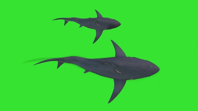 Mother shark swimming underwater with baby green screen or chroma key video clip