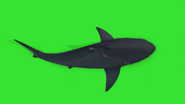 Top view slowly moving under water deep black shark green screen or chroma key video clip motion background video animation or clip