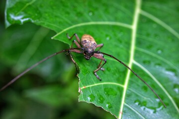 Longhorn beetle or Cerambycidae beetle perched on a leaf