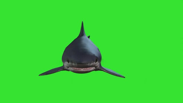 Front swimming of dark big shark green screen or chroma key video background