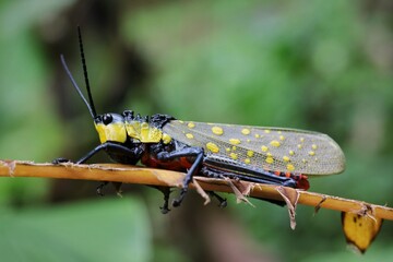 Colorful Grasshopper on Leaf in Natural Habitat