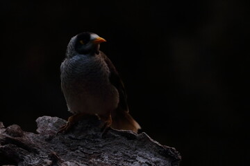 noisy miner