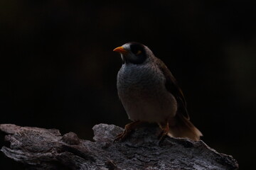 noisy miner