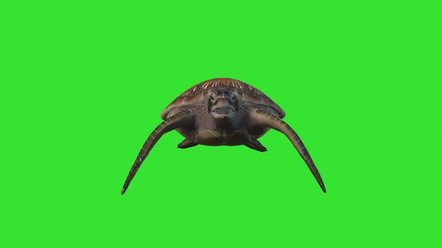 Front view walking or swimming or turtle green screen or chroma key video clip