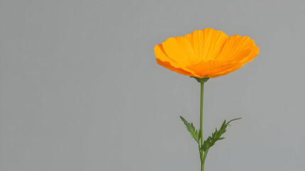 Orange poppy flower against gray background, nature, studio shot, floral design