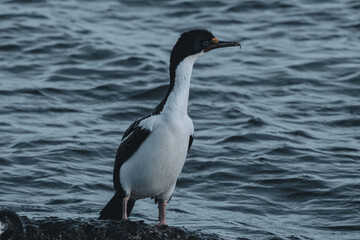 black-and-white cormorant of colder coastal waters