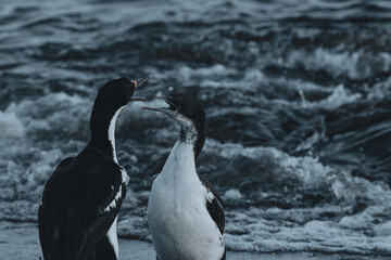 Fototapeta premium black-and-white cormorant of colder coastal waters