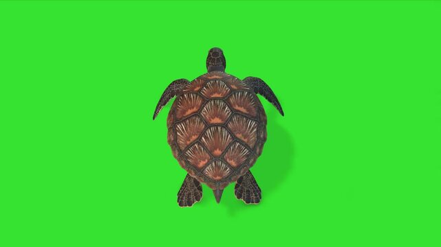 Top view walking or swimming of turtle animal green screen or chroma key video clip