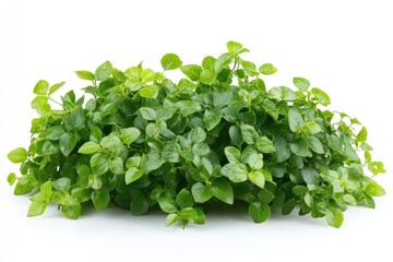 Obraz premium Green bramble bush herbal leaves herbs.
