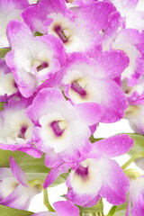 白背景のデンドロビューム