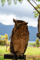 A fierce-looking Buffy Fish Owl displaying its distinctive spiky head feathers and intense yellow eyes, perched alertly at a wildlife facility