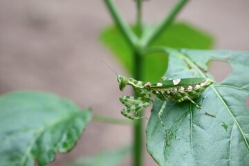 Close-Up of Praying Mantis on Green Leaf in Natural Environment