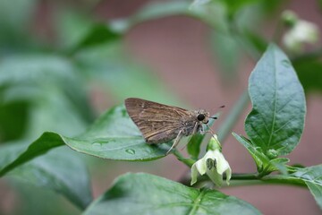Small Brown Butterfly on Green Leaf Near Blooming White Flower