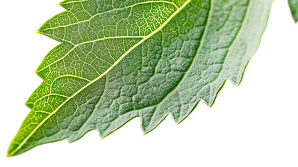 Fototapeta premium Close-up of a green leaf with detailed texture and veins isolated against a transparent background 
