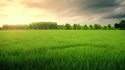 the picture was taken at the moment of sunset on a large field of grass and some trees