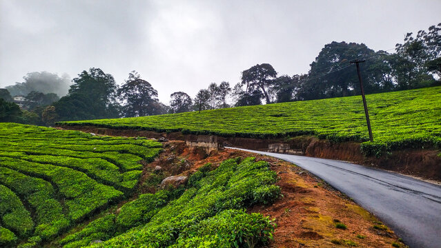 Spectacular green landscape, tea plantation. Picture clicked at Thekkady hills, Tamil Nadu, India