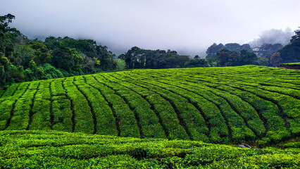 Spectacular green landscape, tea plantation. Picture clicked at Thekkady hills, Tamil Nadu, India