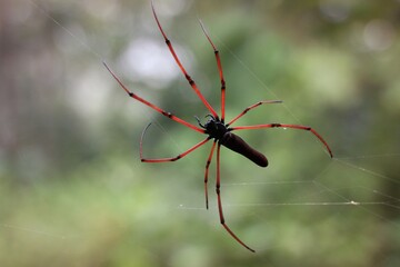 Close-Up of Vibrant Red Spider on Web Against Blurred Green Background
