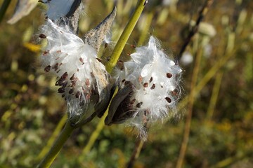 Common Milk weed (Asclepias syriaca)