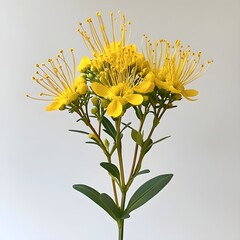 Fototapeta premium A yellow flower with long stamens, a white background, and no shadows. The top of the stem is slightly curved upwards, and there's some green at its base. It has about five petals that resemble 