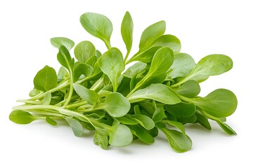 Obraz premium Fresh purslane nutrient-dense greens for bright healthy cooking and garden photography