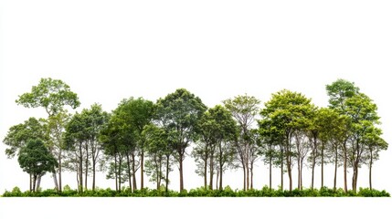 Green trees isolated on white background
